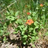 Anagallis arvensis