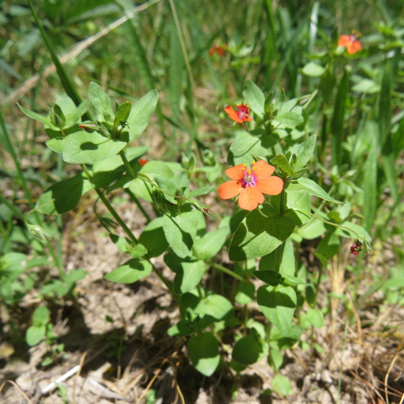 Изображение особи Anagallis arvensis.