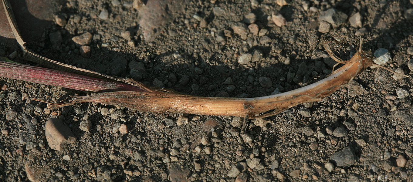 Image of Arctopoa subfastigiata specimen.