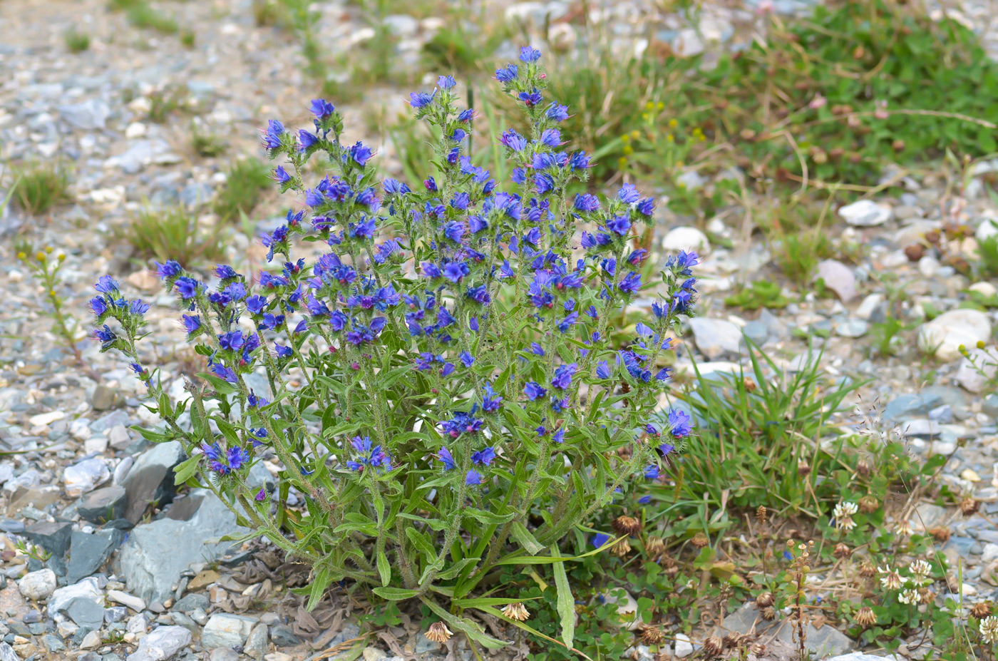 Image of Echium vulgare specimen.