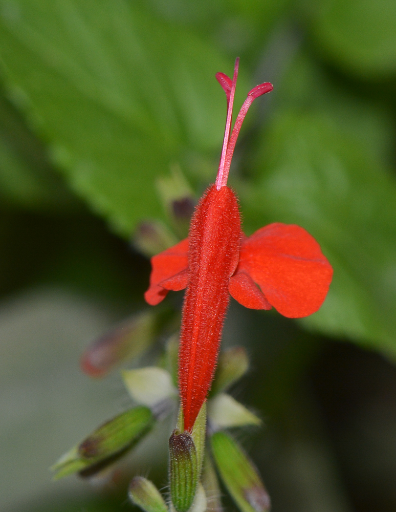 Изображение особи Salvia coccinea.