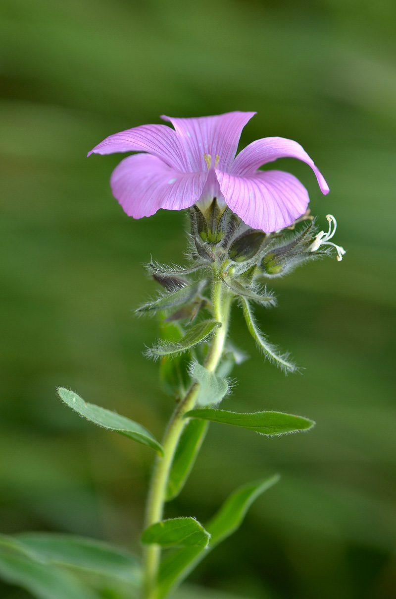 Image of Linum hypericifolium specimen.