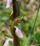 Anacamptis collina