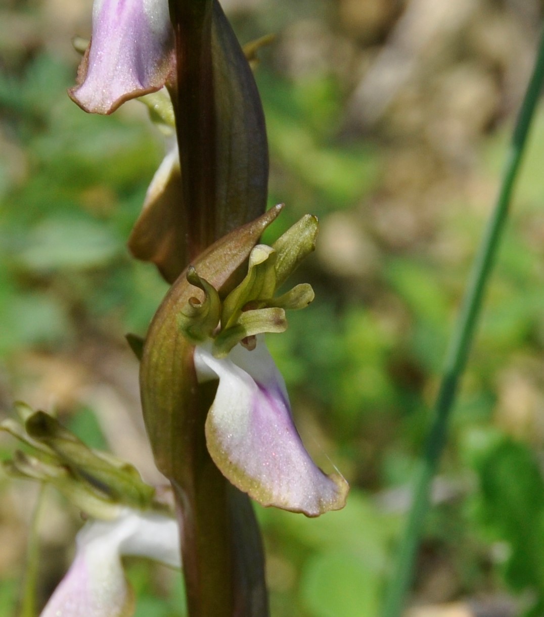 Image of Anacamptis collina specimen.