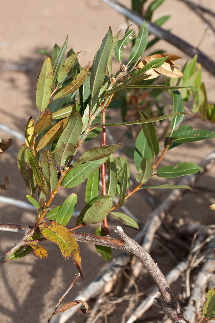 Image of Salix triandra specimen.