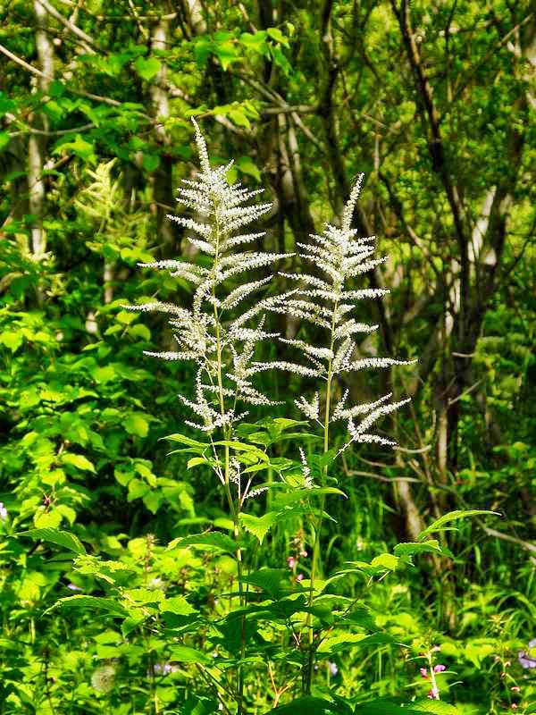 Изображение особи Aruncus dioicus.