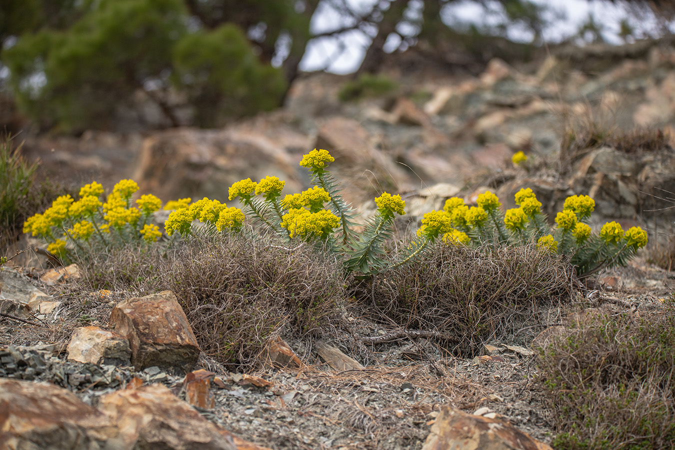 Image of Euphorbia rigida specimen.