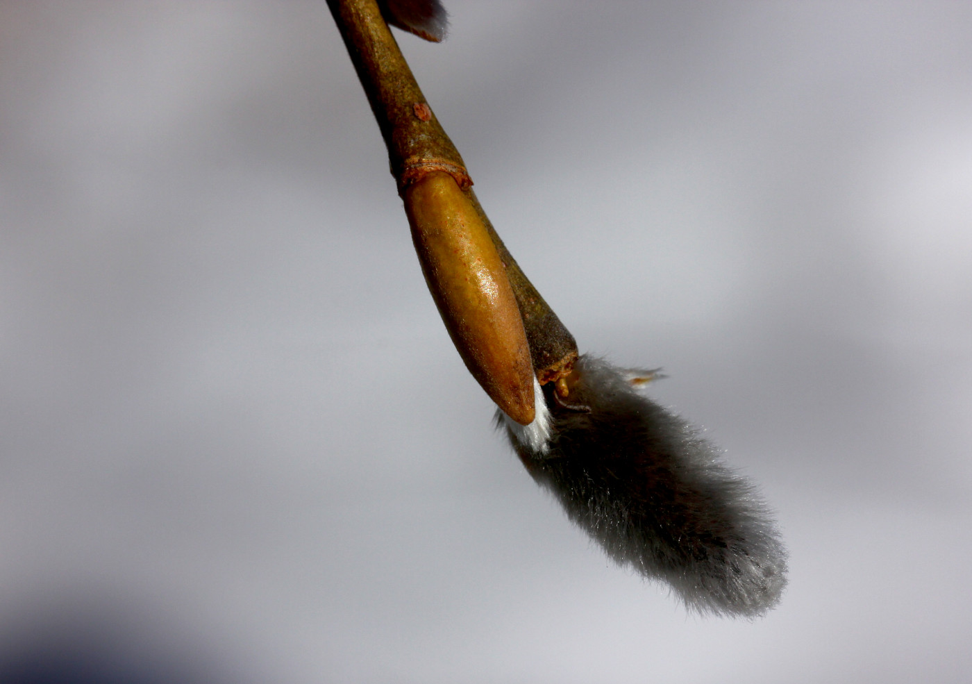 Image of Salix euxina specimen.