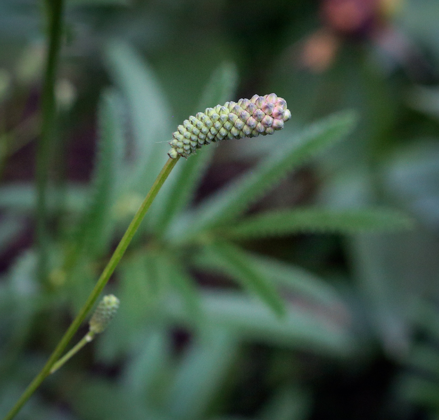 Image of Sanguisorba parviflora specimen.