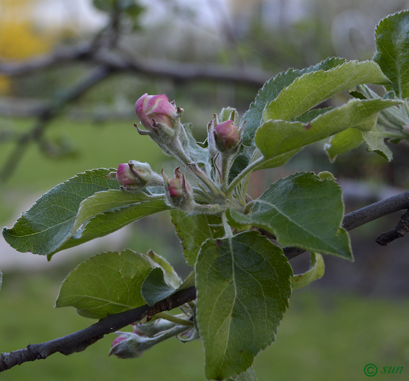 Изображение особи Malus domestica.