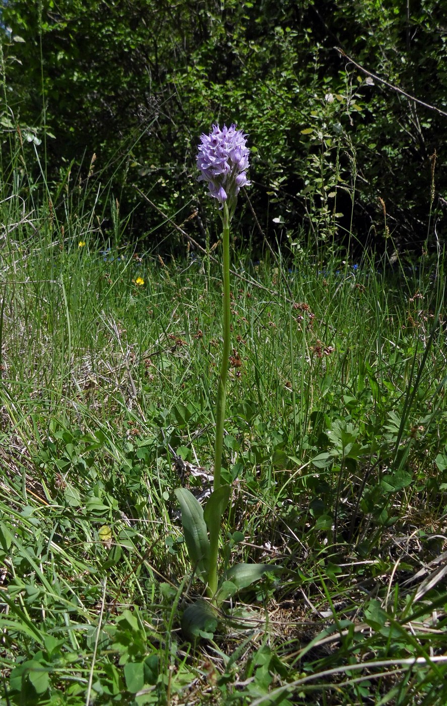 Изображение особи Neotinea tridentata.