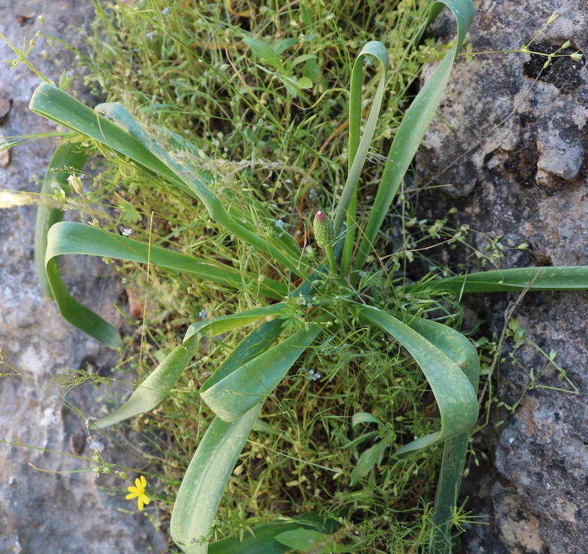 Image of Leopoldia tenuiflora specimen.