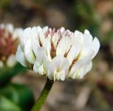 Trifolium repens