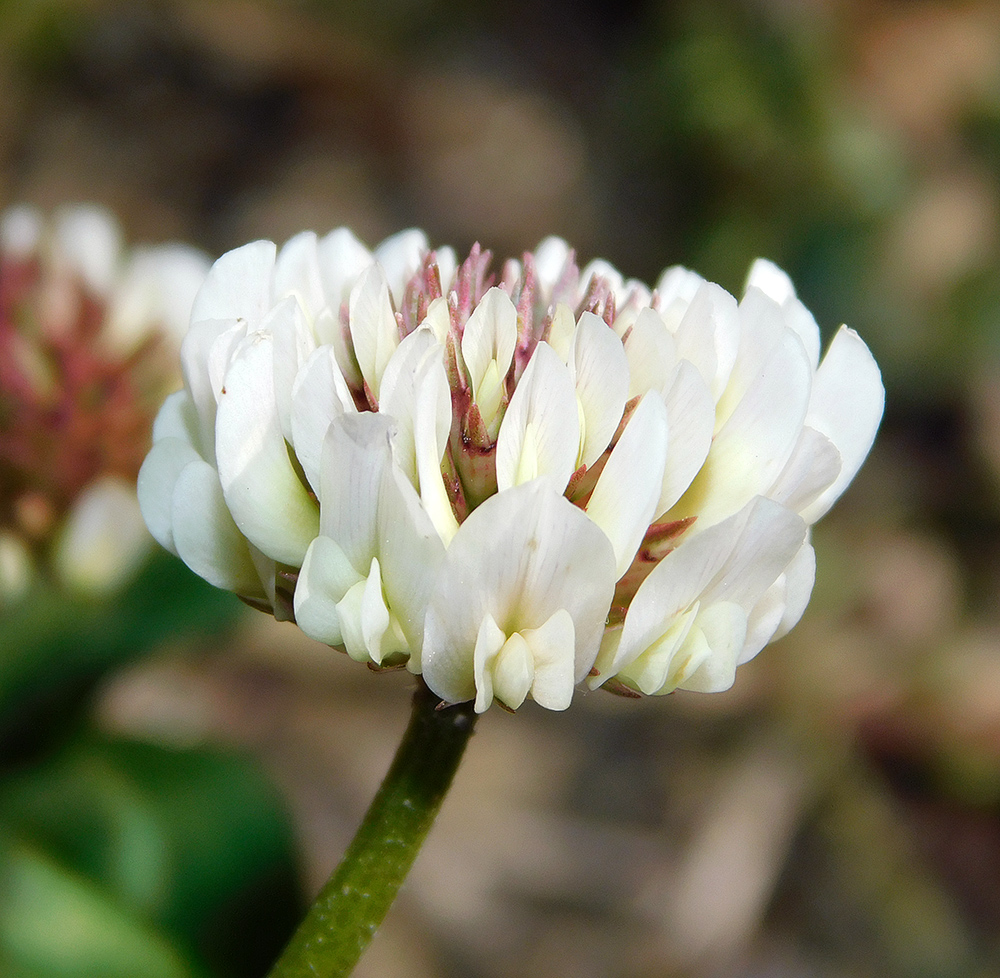 Image of Trifolium repens specimen.