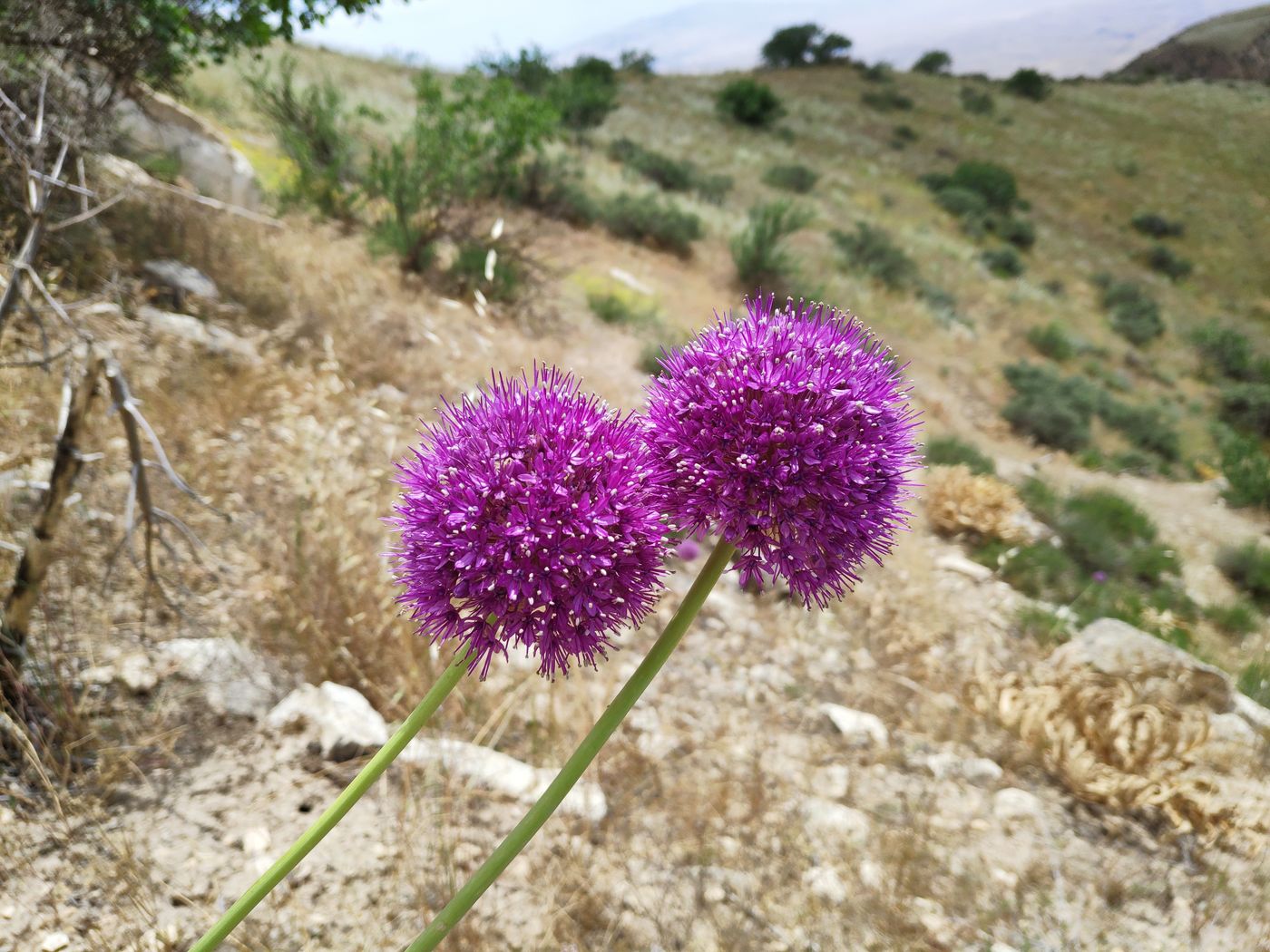 Изображение особи Allium giganteum.