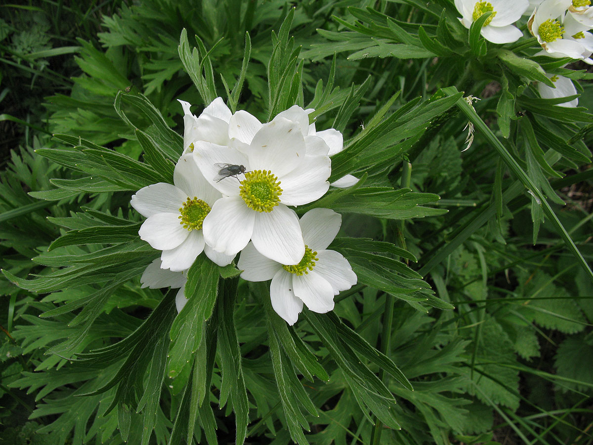 Изображение особи Anemonastrum fasciculatum.