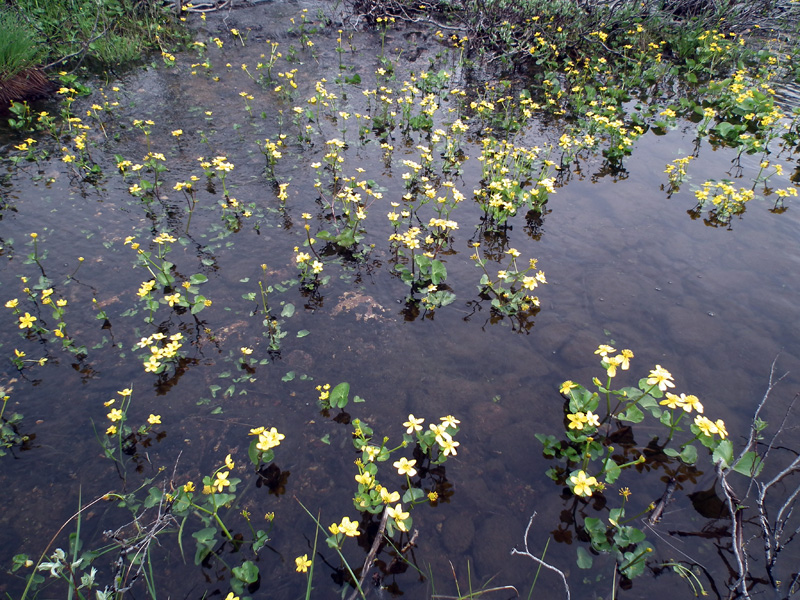 Image of Caltha palustris specimen.