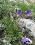 Campanula argunensis