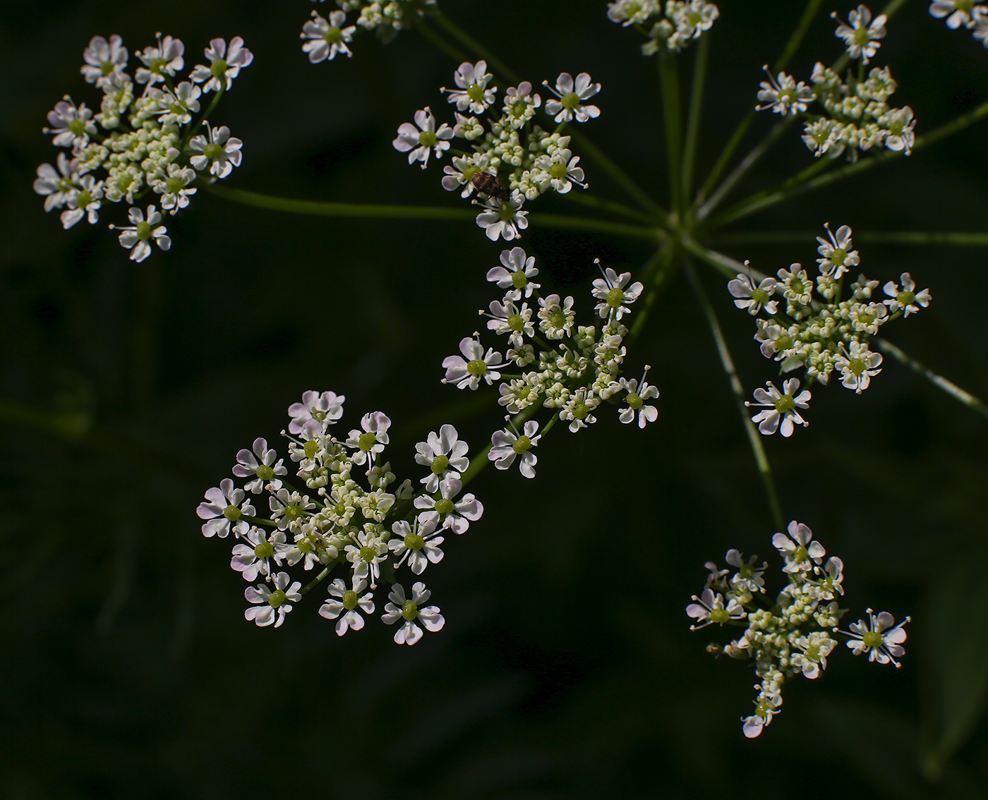 Изображение особи Chaerophyllum prescottii.