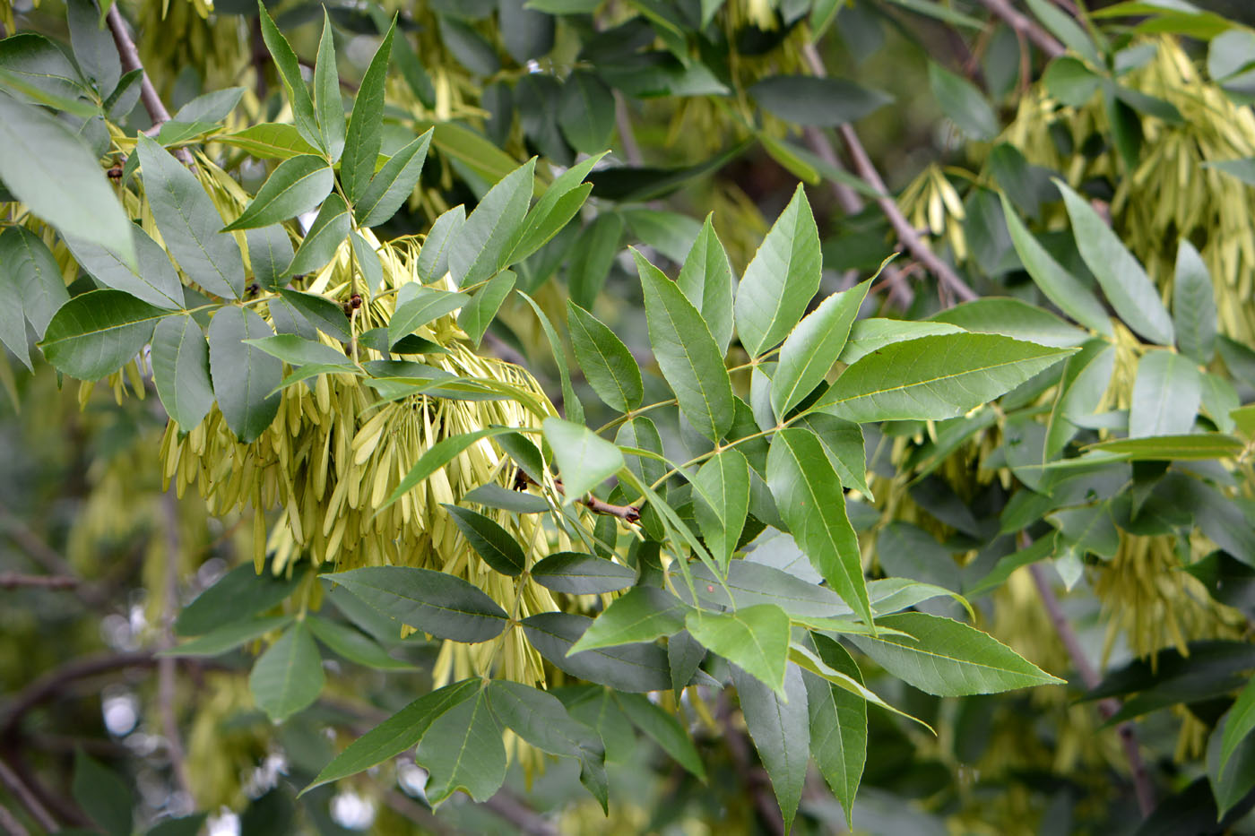 Image of Fraxinus pennsylvanica specimen.