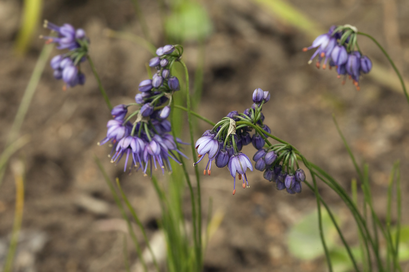 Изображение особи Allium cyaneum.