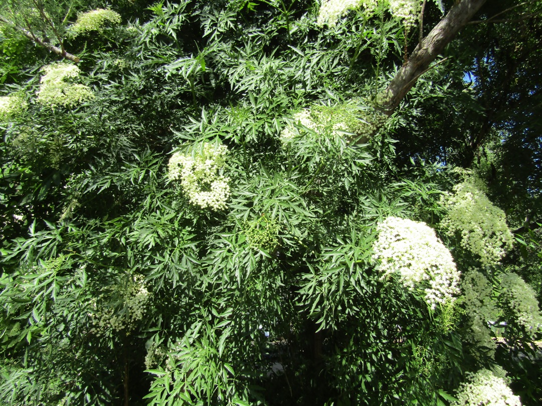 Image of Sambucus nigra f. laciniata specimen.