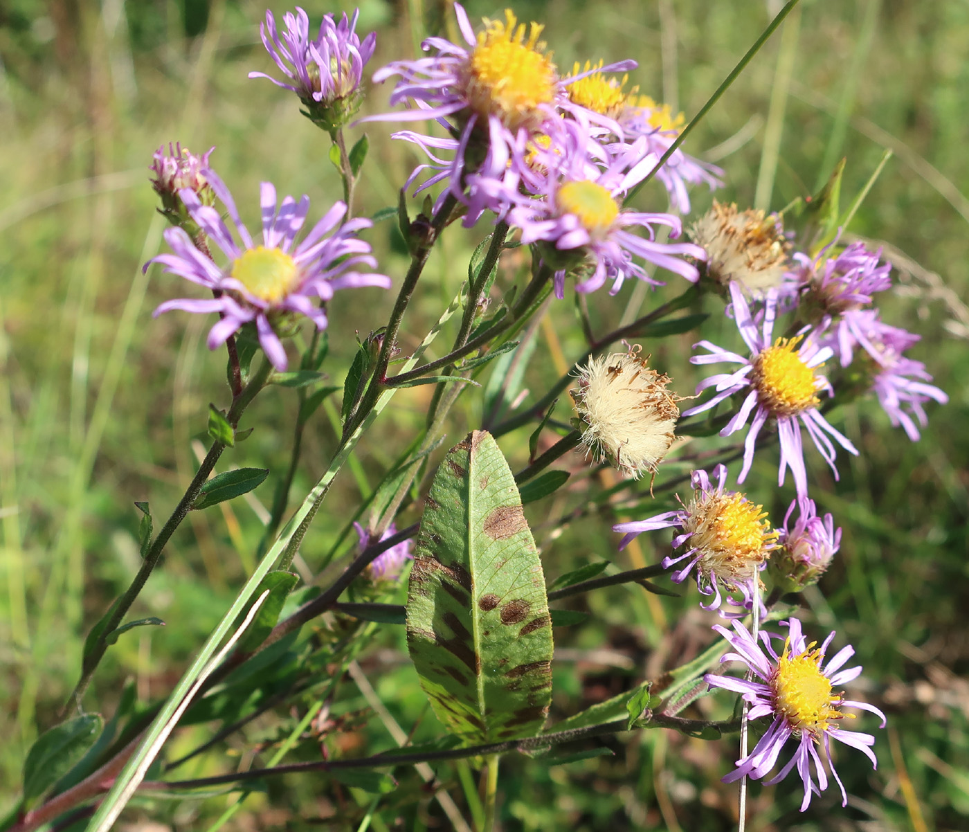 Image of Aster bessarabicus specimen.