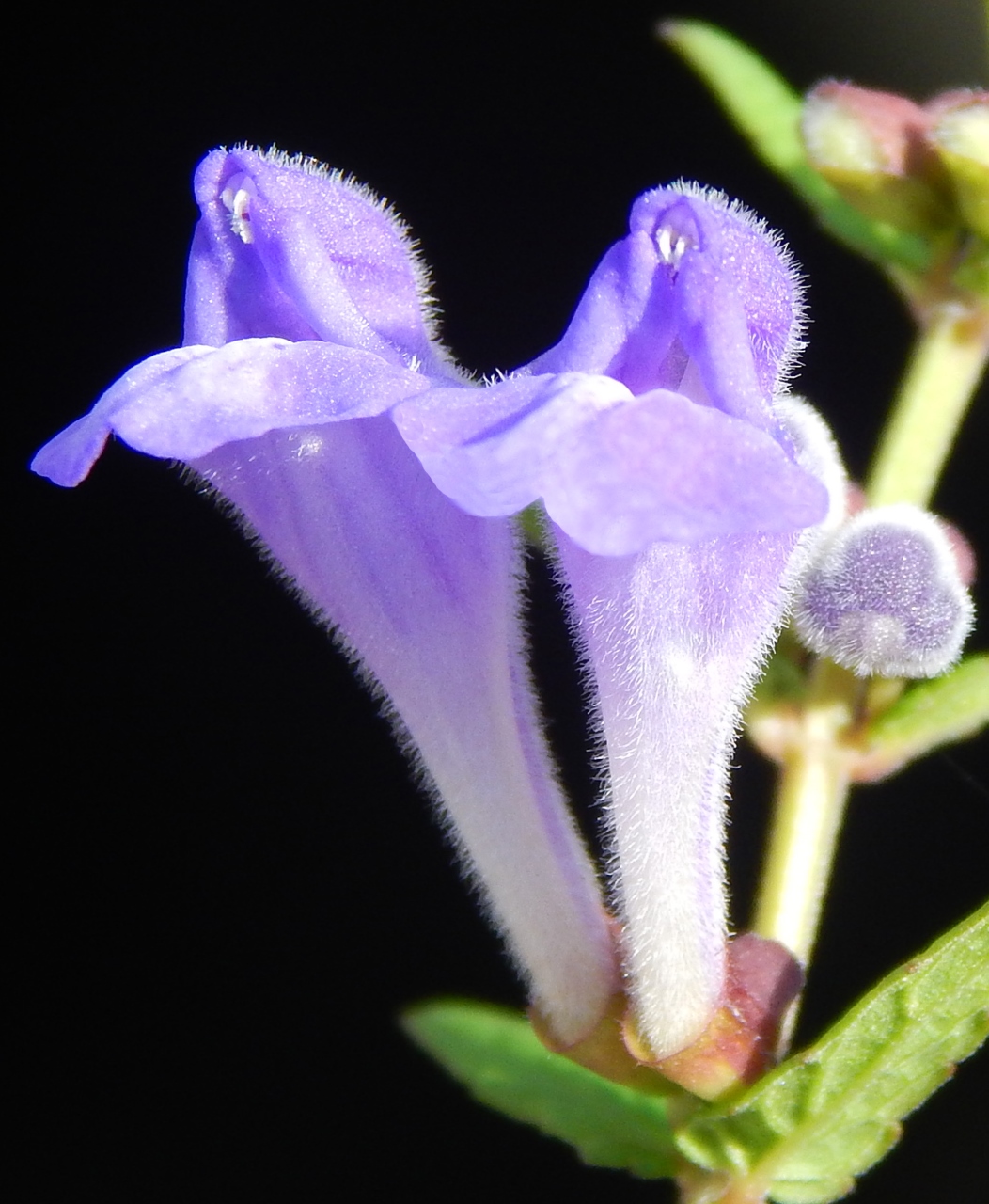 Image of Scutellaria galericulata specimen.