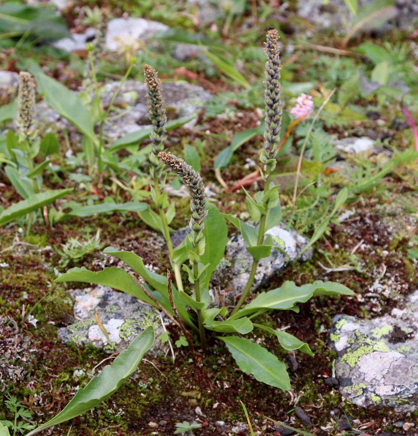 Image of Lagotis minor specimen.