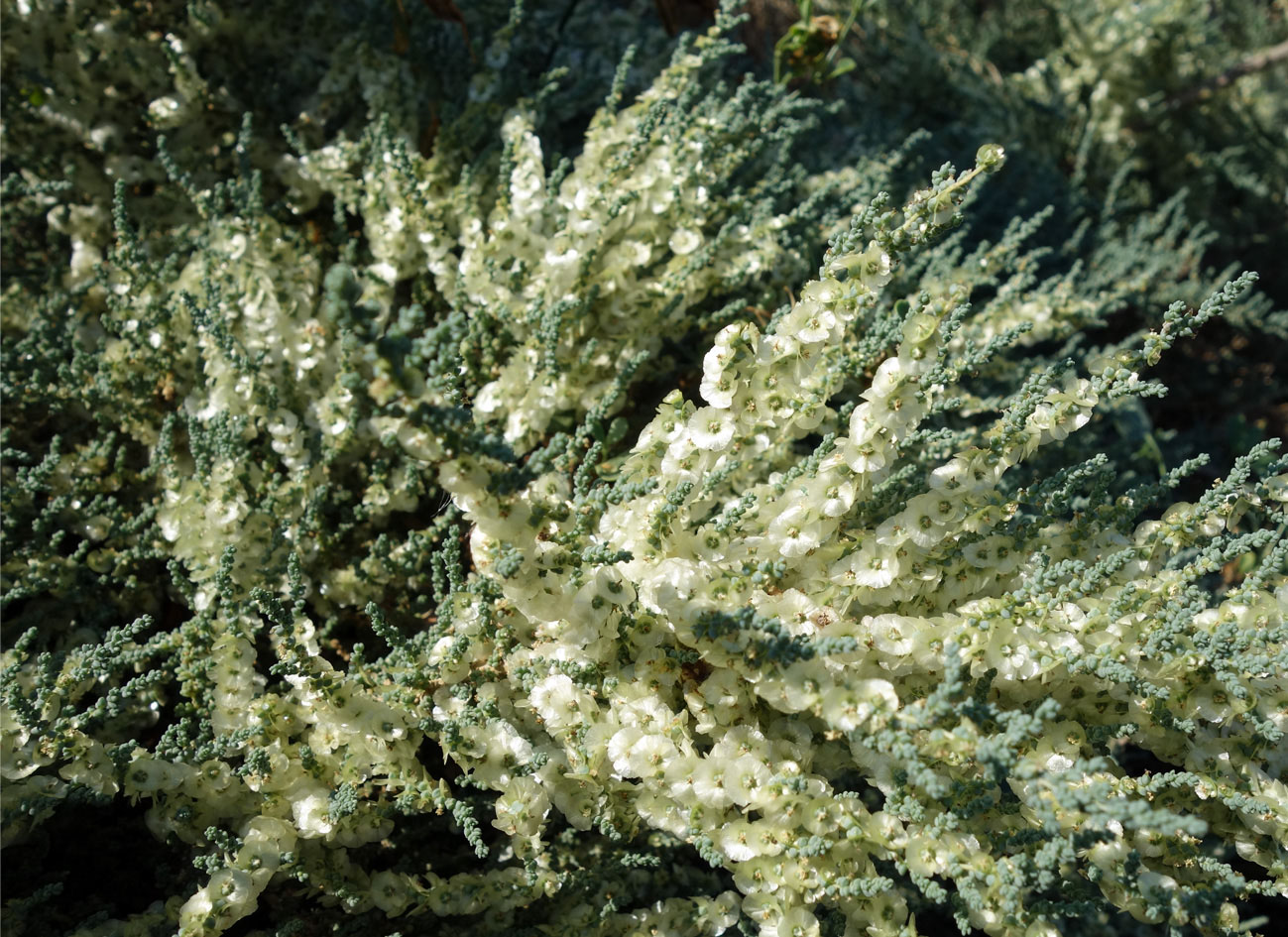 Image of Salsola dendroides specimen.