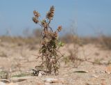 Plantago subspecies orientalis