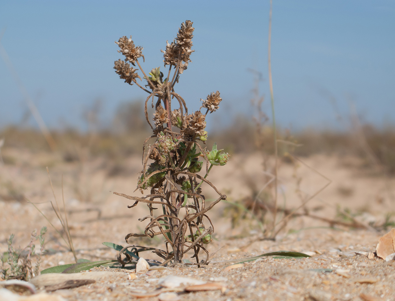 Изображение особи Plantago arenaria ssp. orientalis.