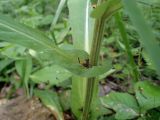 Cirsium heterophyllum