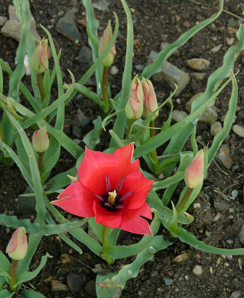 Изображение особи Tulipa linifolia.