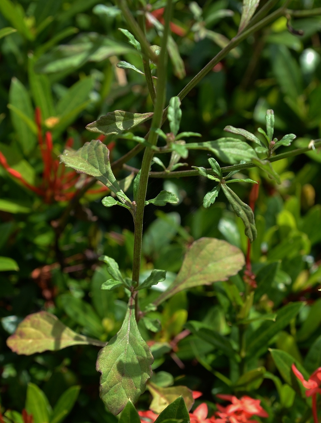 Image of Cyanthillium cinereum specimen.