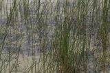 Eleocharis kamtschatica