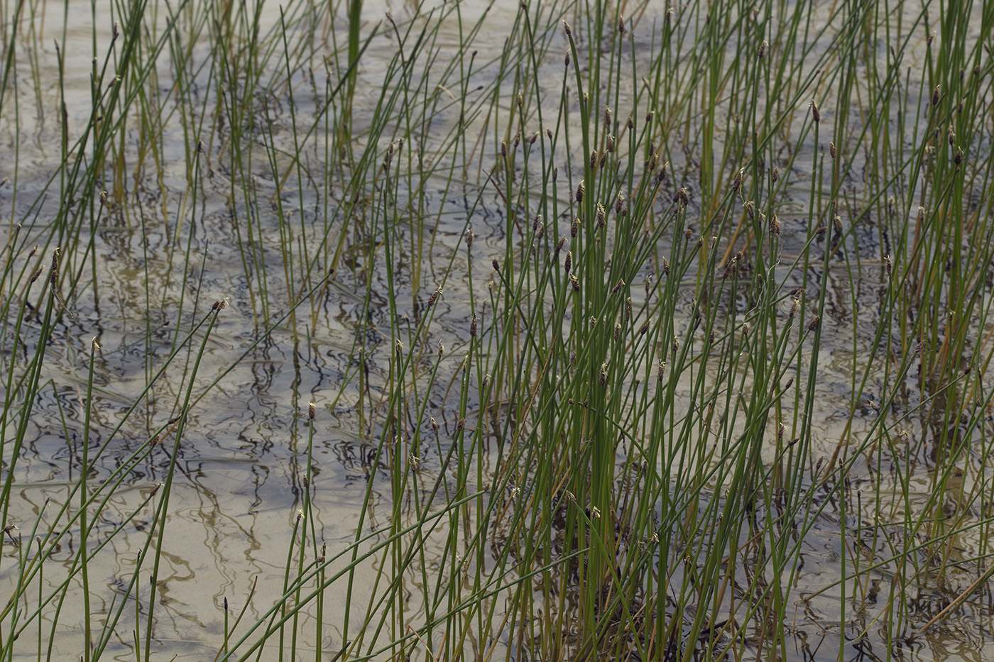 Image of Eleocharis kamtschatica specimen.