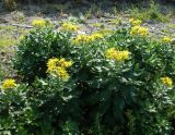 Senecio pseudoarnica