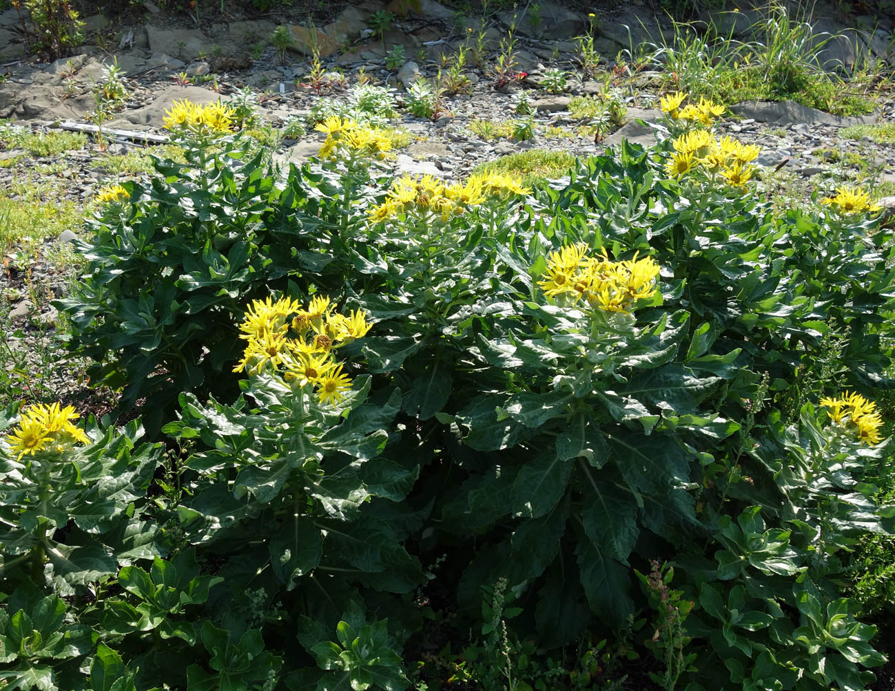 Изображение особи Senecio pseudoarnica.