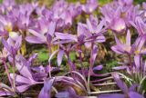 род Colchicum