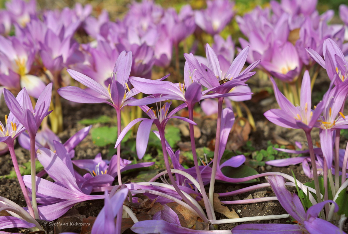 Изображение особи род Colchicum.