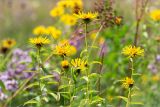 Inula salicina