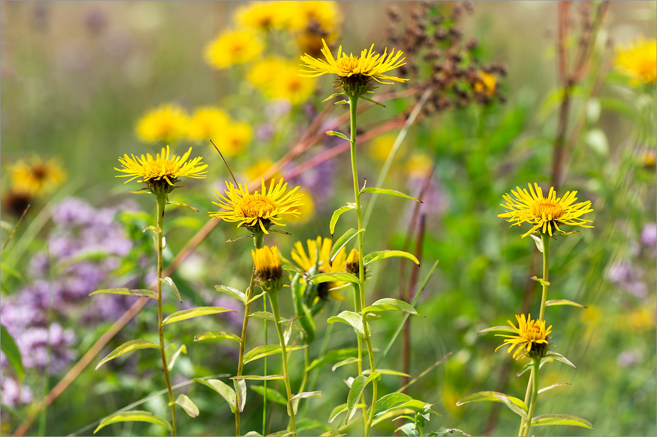 Изображение особи Inula salicina.