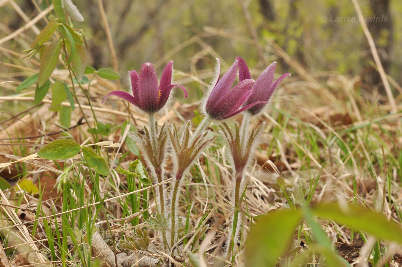 Изображение особи Pulsatilla &times; kissii.