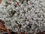 Cladonia rangiferina