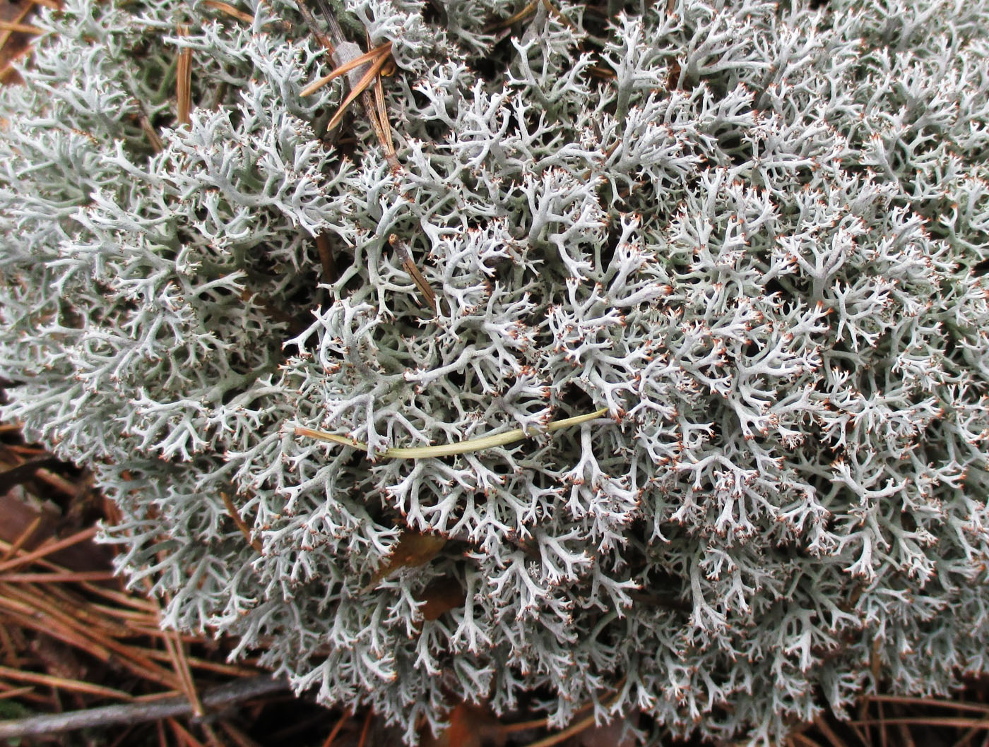 Image of Cladonia rangiferina specimen.