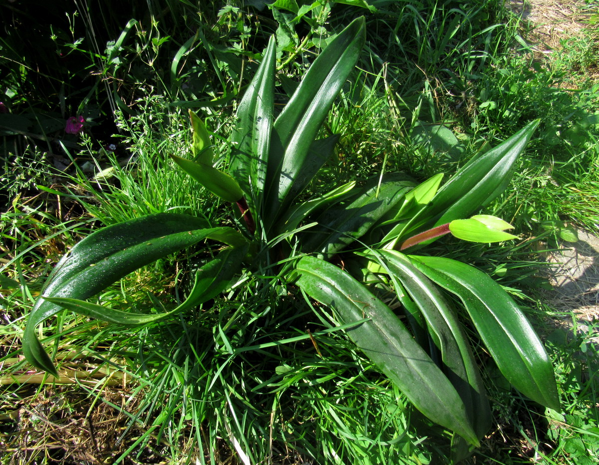 Image of Phragmipedium kovachii specimen.