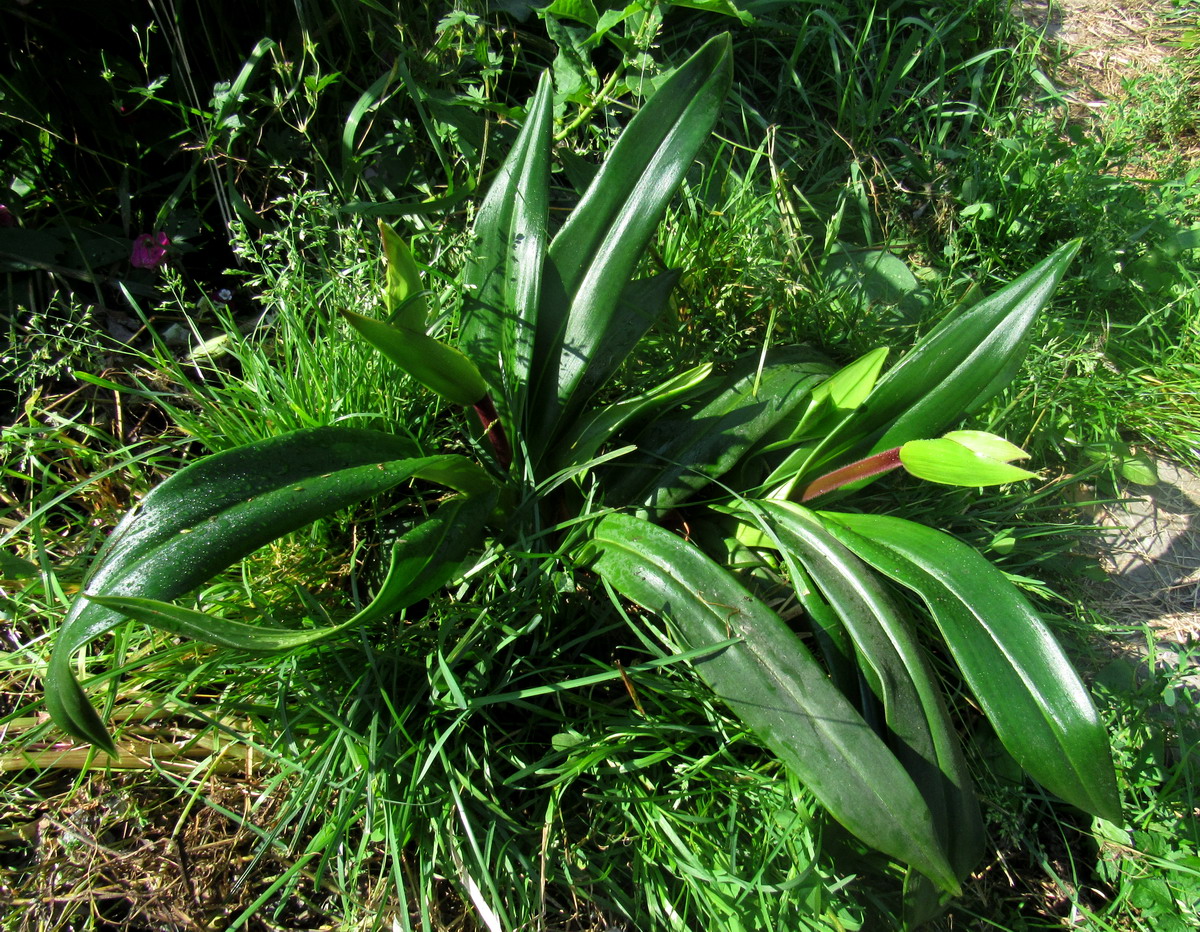 Изображение особи Phragmipedium kovachii.