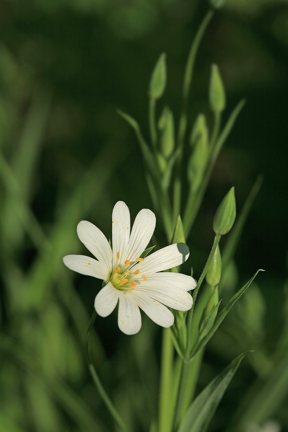 Image of Stellaria holostea specimen.