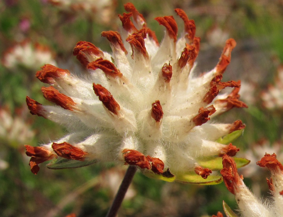 Изображение особи Anthyllis arenaria.